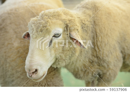 Sheep_sheep 59137906