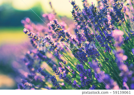 Lavender blooms in summer in the field Lavender blooms in summer in the field 59139061