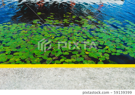 Green water lilies in the river at the pier 59139399