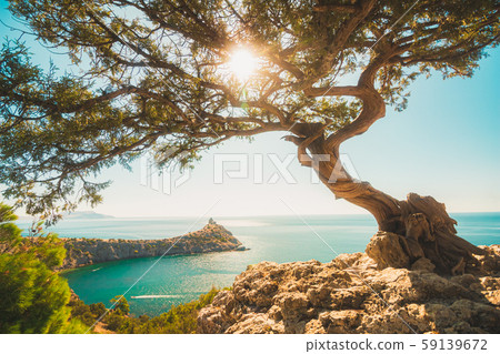 Juniper bonsai tree on the edge of a cliff with the sun in the branches 59139672