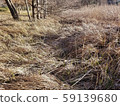 Autumn plants 59139680