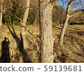 wood  59139681