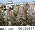 Winter plant 59139687