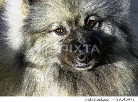Keeshond - medium-sized dog with a plush, two-layer coat of silver and black fur and curled tail Keeshond - medium-sized dog with a plush, two-layer coat of silver and black fur and curled tail 59140472