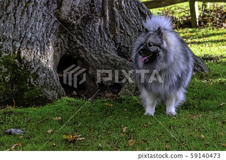 keeshond plush