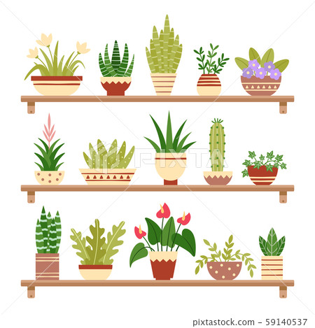 Houseplants on shelf. Flower in pot, potted houseplant and plant pots. Home plants on shelves 59140537