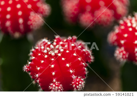 Cactus Cactus 59141021