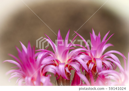 Cactus Cactus 59141024