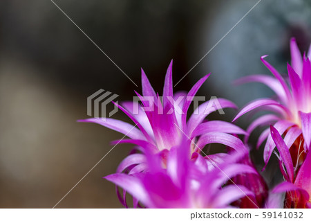 Cactus Cactus 59141032