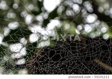 Spider web with water droplets in a forest Spider web with water droplets in a forest 59141211