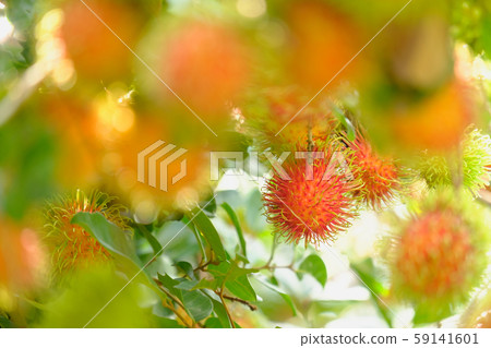 Rambutan in tree and copy space.Fruit red color Rambutan in tree and copy space.Fruit red color 59141601