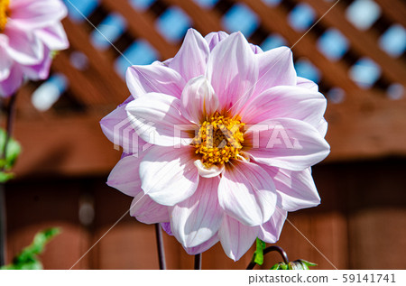 Pink flowers 59141741