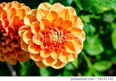 Orange dahlia flower 59141742