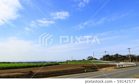 Daikon Radish (Autumn) 59142577