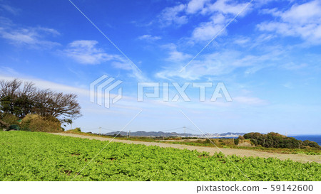 Daikon Radish (Autumn) 59142600