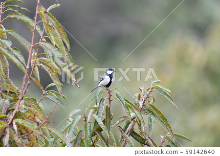 鳥,大山雀,十月,板栗樹,哭泣,野鳥,鳥 鳥,大山雀,十月,板栗樹,哭泣,野鳥,鳥 59142640