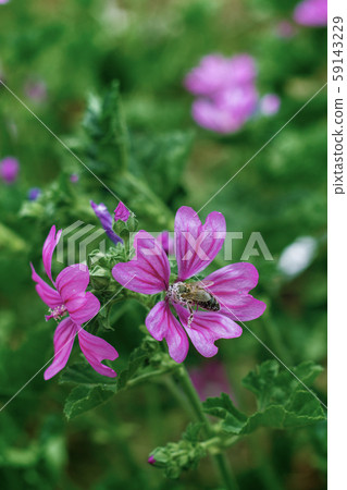 Small pink flowers in the field; floral background Small pink flowers in the field; floral background 59143229