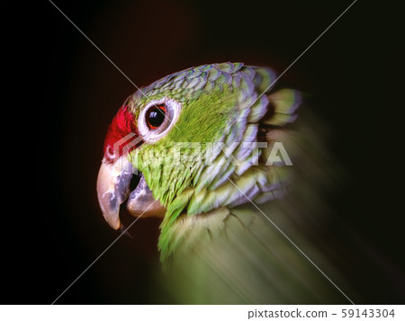 Portrait of a green parrot on a black background Portrait of a green parrot on a black background 59143304