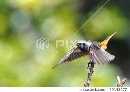 在飛行之前 59143977