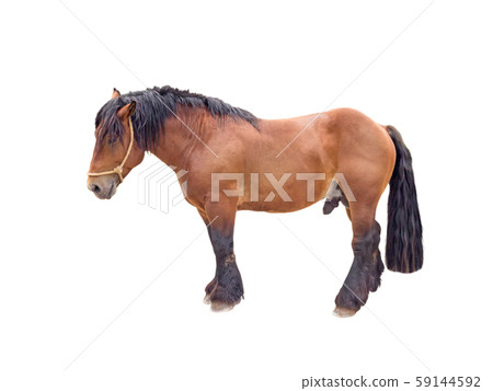 Stallion horse Stallion horse 59144592