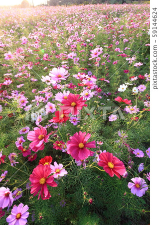 波斯菊花 59144624