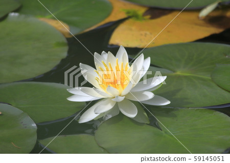 Hokkaido University Sapporo Campus Onoike Hokkaido University Sapporo Campus Onoike 59145051