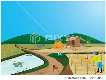 farmer harvest rice in paddy field 59145052