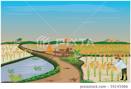 farmer harvest rice in paddy field 59145066