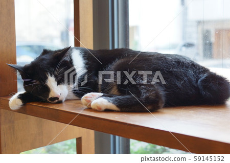 毛孩 貓 貓咪 59145152