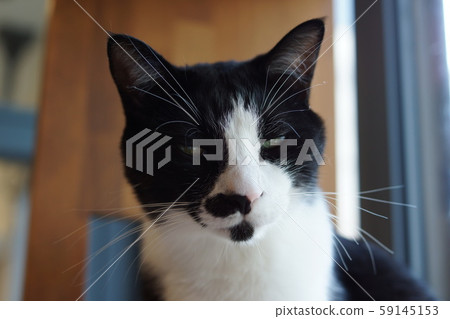 毛孩 貓 貓咪 59145153