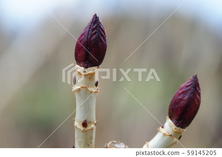 Hydrangea leaf marks and winter buds Hydrangea leaf marks and winter buds 59145205