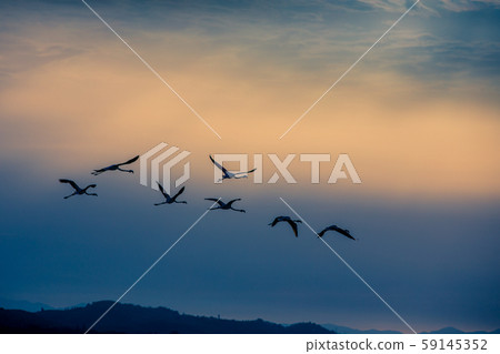 Flamingos resting on Lake Korission, Corfu 59145352