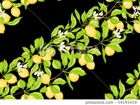 Lemon tree branch with lemons - Stock Illustration [59145419] - PIXTA