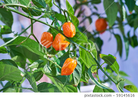 Habanero plant featuring fresh, ripe habanero peppers, ready for picking. 59145616