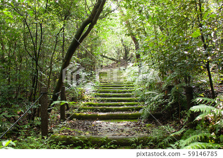 森林長廊 59146785