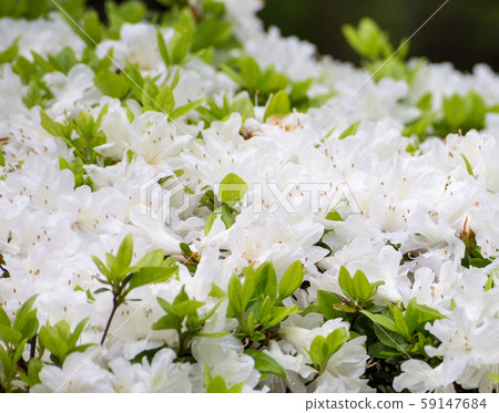 杜鵑花(盛開) 杜鵑花(盛開) 59147684