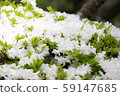 杜鵑花（陽光） 59147685