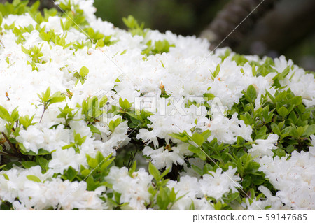 杜鵑花(陽光) 杜鵑花(陽光) 59147685