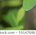 水滴（葉子） 59147686