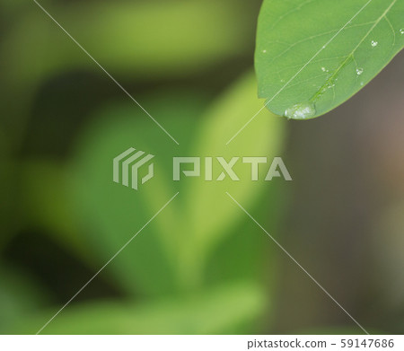 水滴(葉子) 水滴(葉子) 59147686