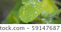 水滴（淡綠色） 59147687