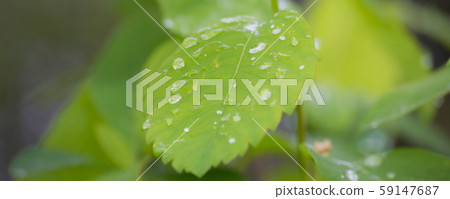 水滴(淡綠色) 水滴(淡綠色) 59147687