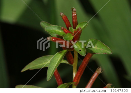 十月下旬，一種天然植物切ida科（Cestidae）結果。它是一個細長的條形，顏色為鮮紅色 59147803