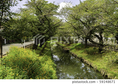Kawagoe Hikawa Shrine, Shin-Kishigawa River, Kawagoe City, Saitama Prefecture 59148671