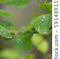 水滴（葉脈） 59148913
