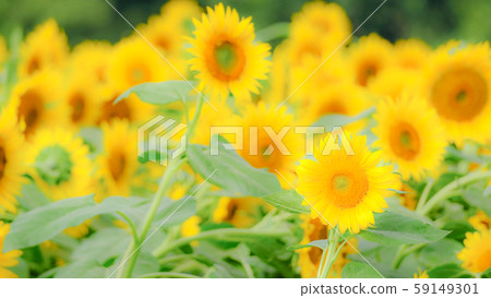 Sunflower (Akeno Sunflower Field) Sunflower (Akeno Sunflower Field) 59149301