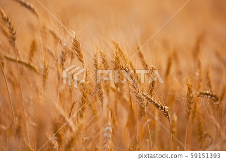 Wheat field detail Wheat field detail 59151393