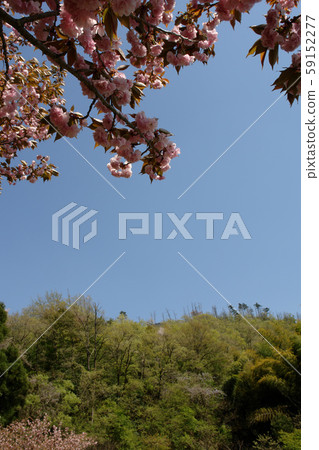 Tottori Four Seasons Spring Spring Chiyogawa Tottori Four Seasons Spring Spring Chiyogawa 59152277