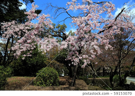 Oda Nobunaga's Castle Town, 59 (Gifu City, Nagara) Oda Nobunaga's Castle Town, 59 (Gifu City, Nagara) 59153070