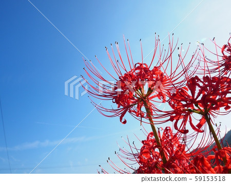 Higanbana花,群集孤挺花 Higanbana花,群集孤挺花 59153518